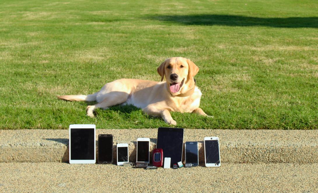 A yellow lab laying in the grass behind an assortment of electronic devices.